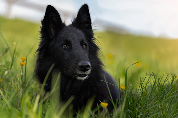 dog-grass