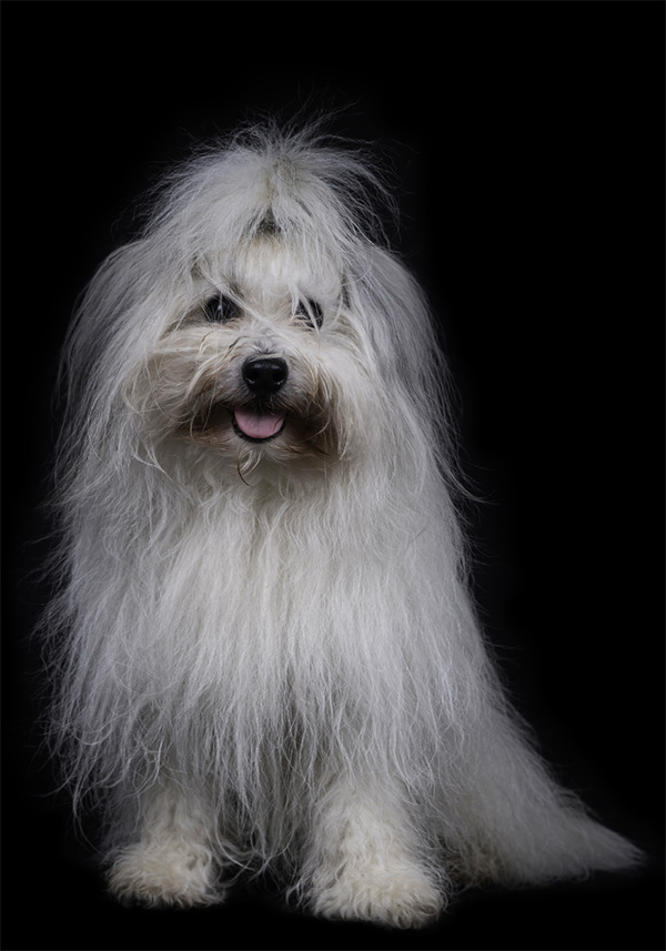 dog_in_studio